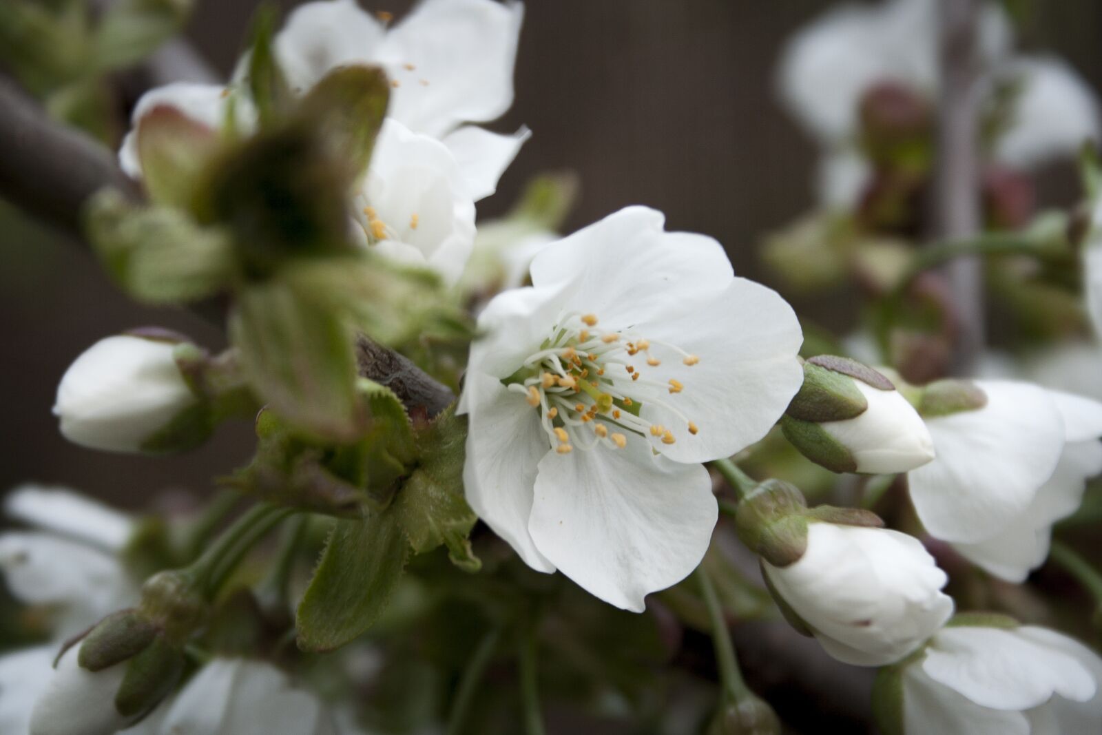 Canon EOS 350D (EOS Digital Rebel XT / EOS Kiss Digital N) sample photo. Flower, spring, white photography