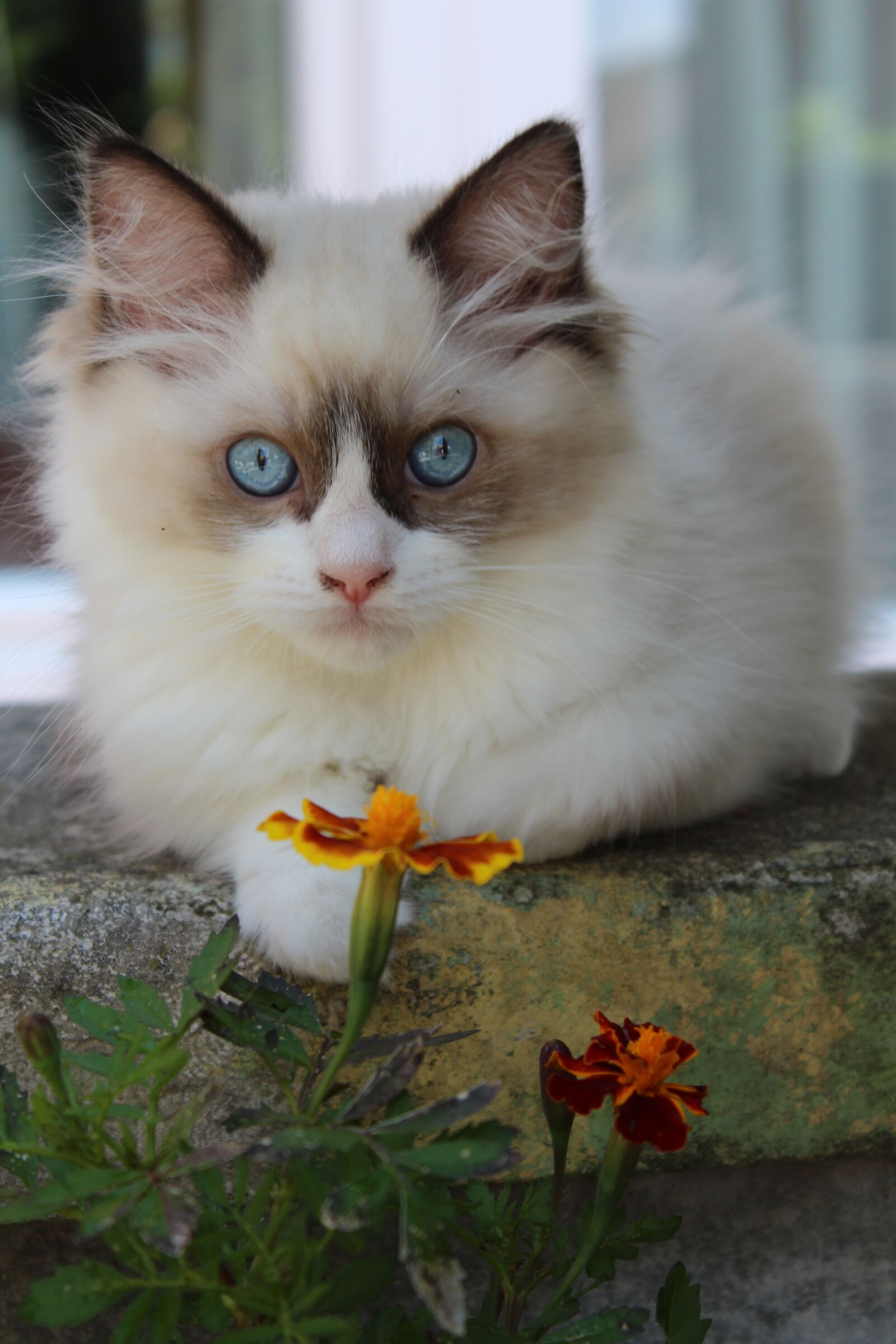Canon EOS 600D (Rebel EOS T3i / EOS Kiss X5) sample photo. Ragdoll, cat, young photography