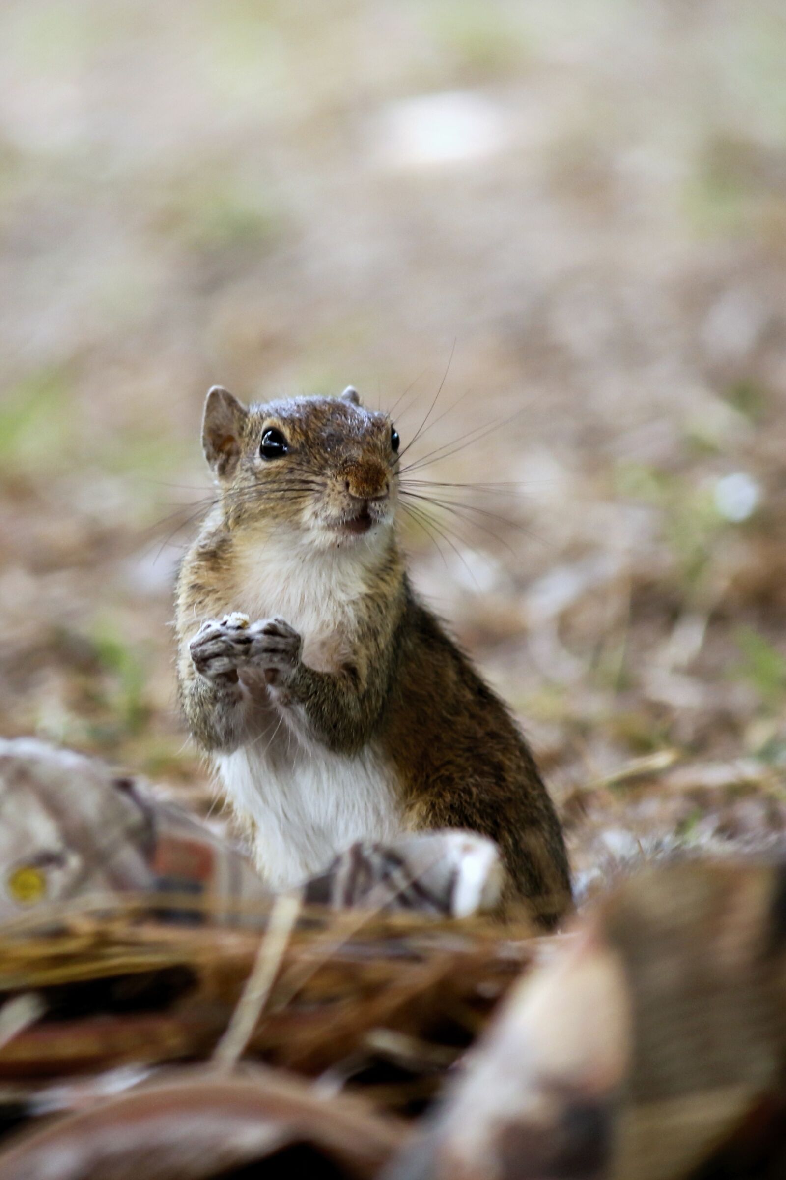 Canon EOS 700D (EOS Rebel T5i / EOS Kiss X7i) sample photo. Nature, animal, outdoors photography