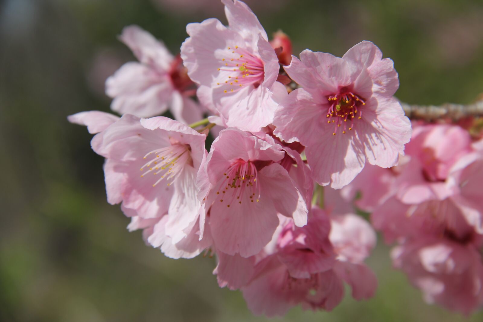 Canon EOS 60D sample photo. Flower, flora, nature photography