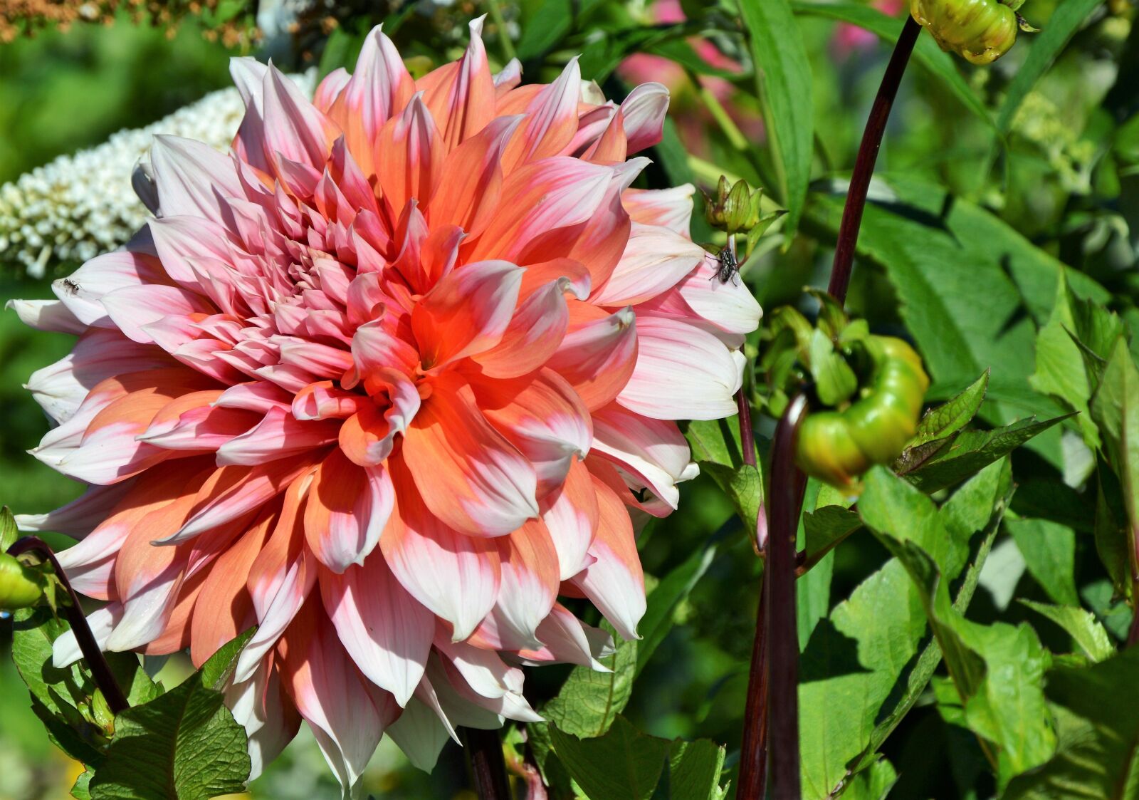Nikon D3200 sample photo. Dahlia, dahlia flower, flower photography