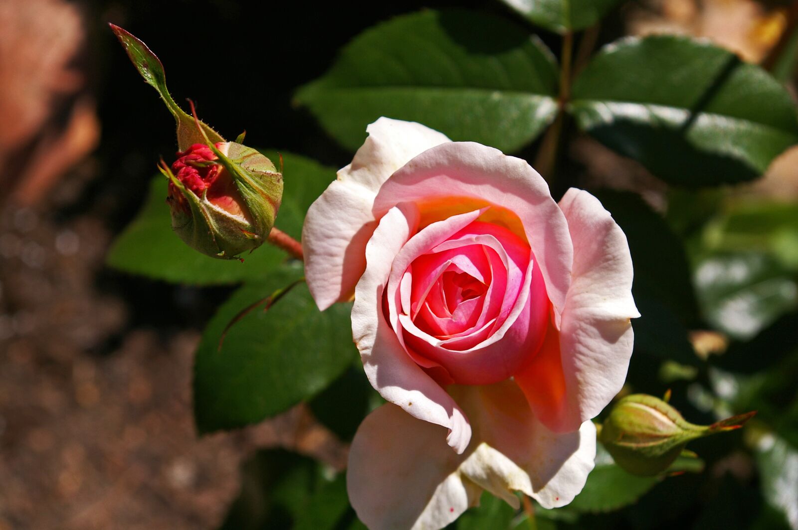 Pentax *ist DL2 sample photo. Rose, pink rose, scented photography