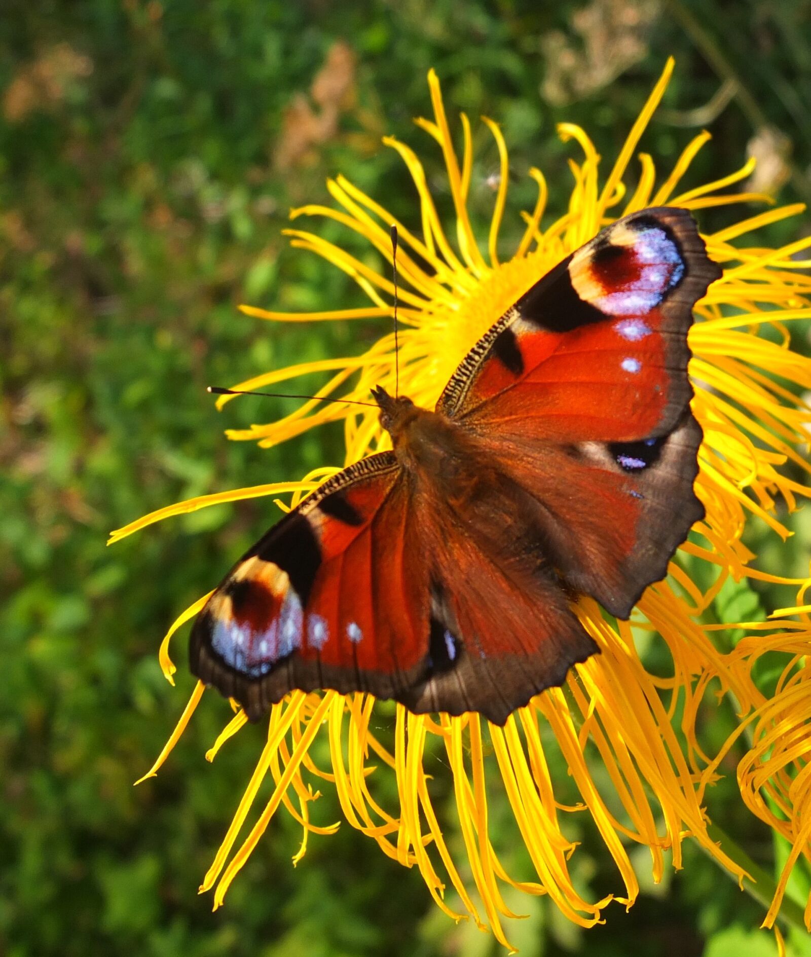 Fujifilm X10 sample photo. Butterfly, flower, summer photography