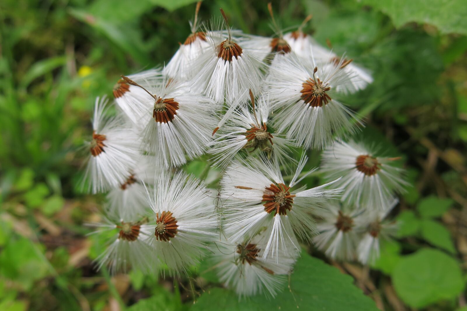 Canon PowerShot G15 sample photo. Tussilago farfara, wet, dandelions photography