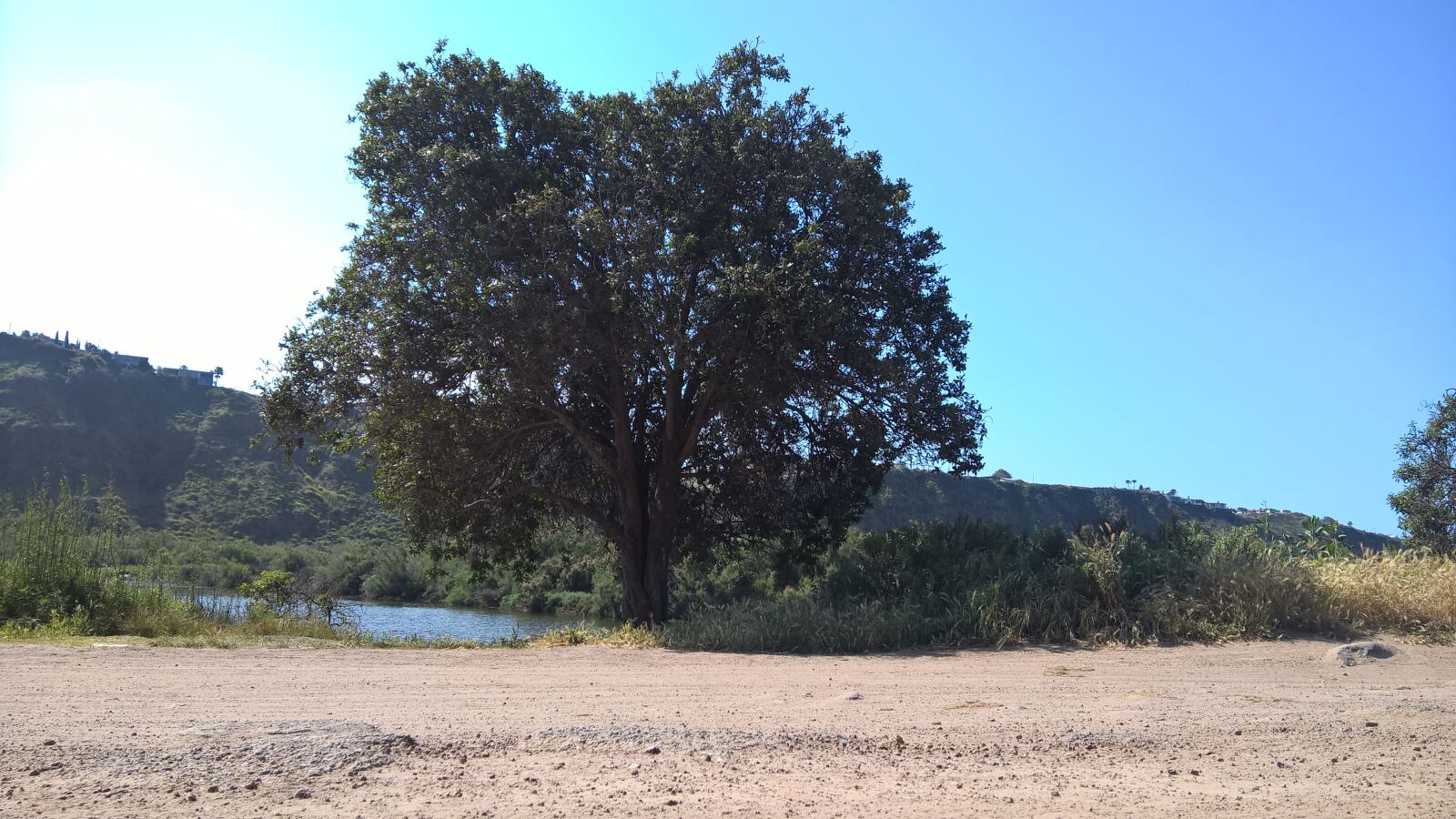 Microsoft Lumia 640 XL sample photo. Tree photography