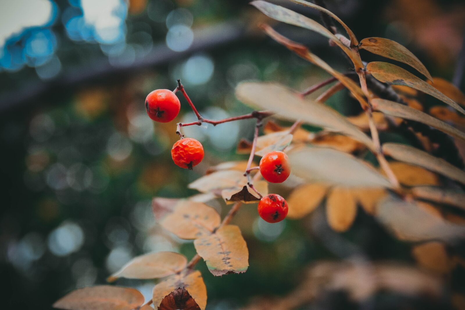 Canon EF-S 18-55mm F3.5-5.6 II sample photo. Autumn, rowan, tree photography