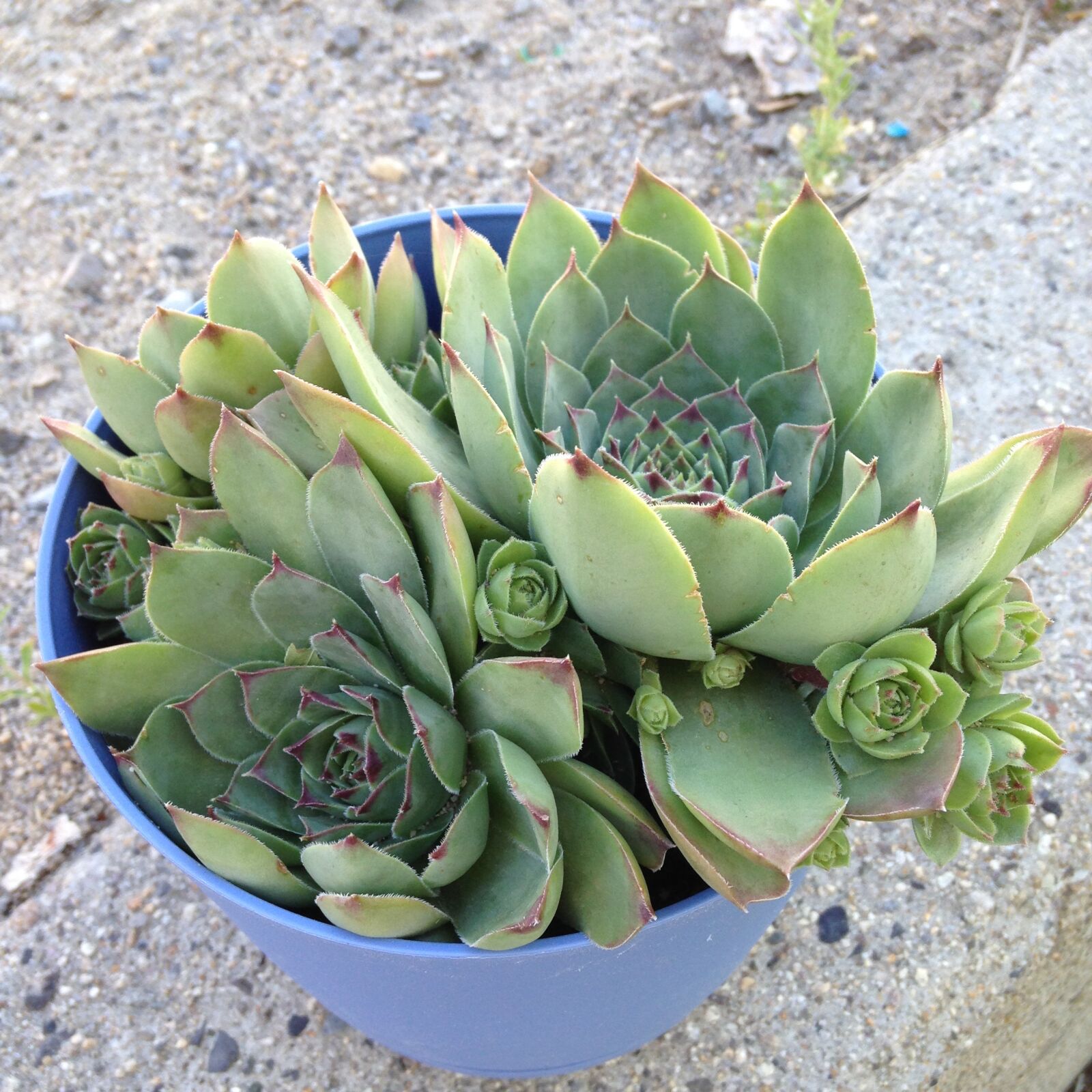 iPhone 5c back camera 4.12mm f/2.4 sample photo. Plant, succulent, houseplant photography