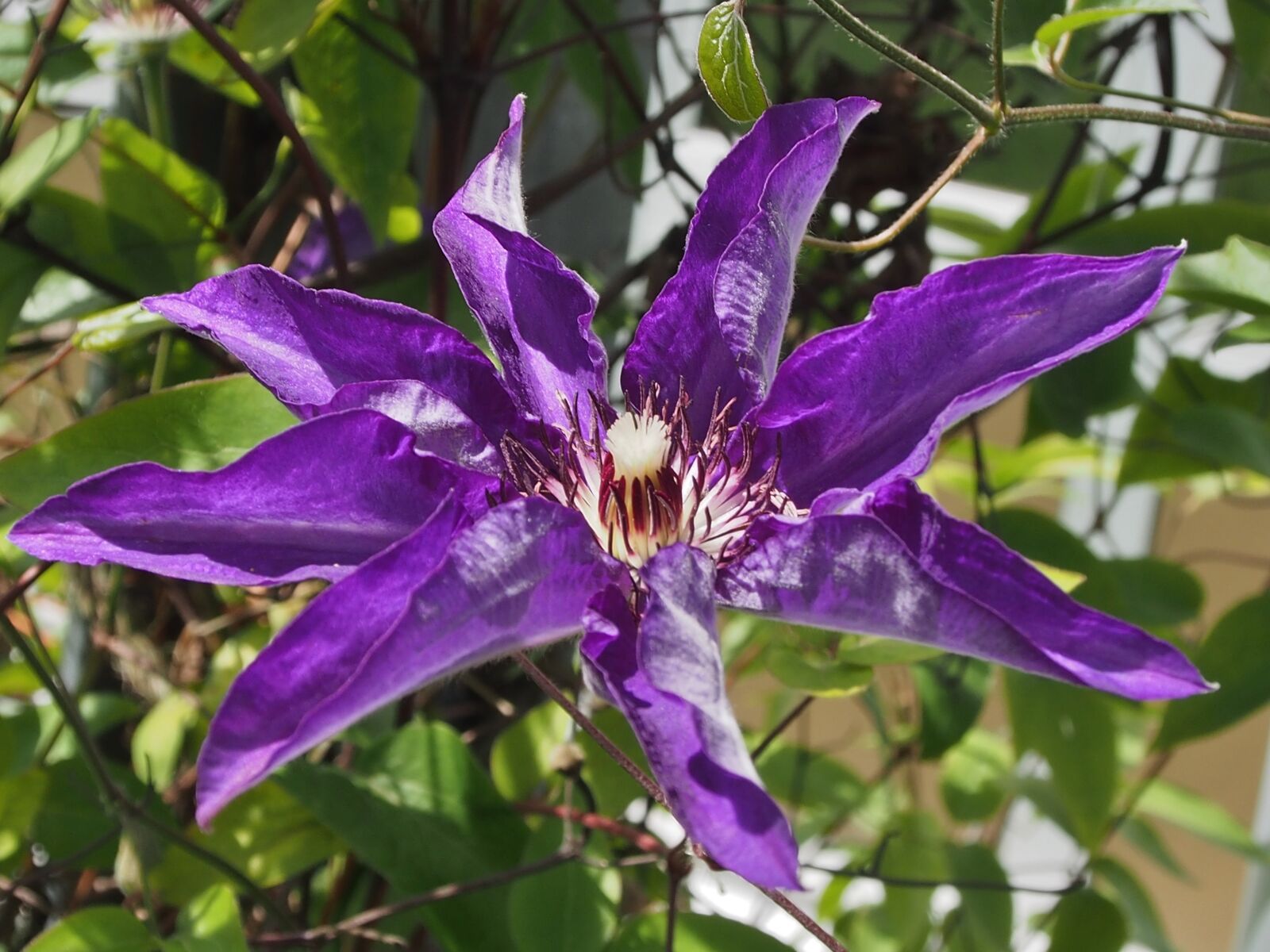 Olympus OM-D E-M5 sample photo. Purple flower, clematis, flower photography