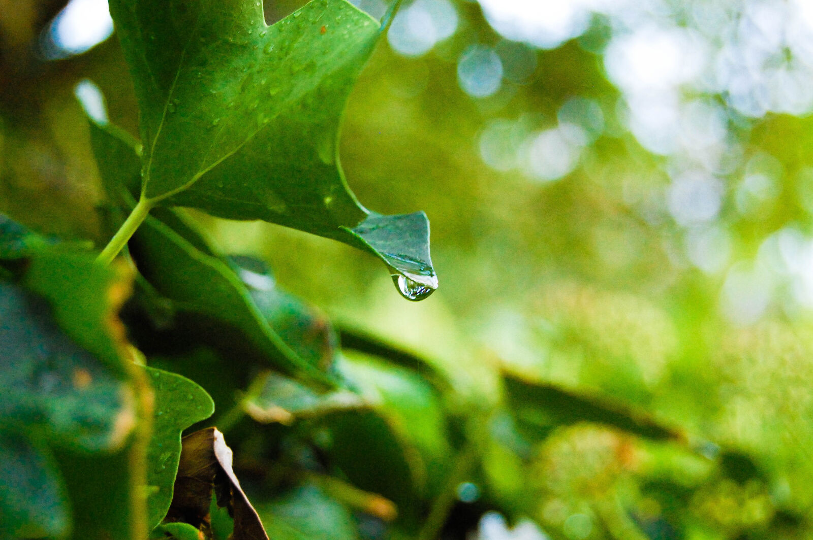 Nikon D40 sample photo. Drop, green, leaf, nature photography