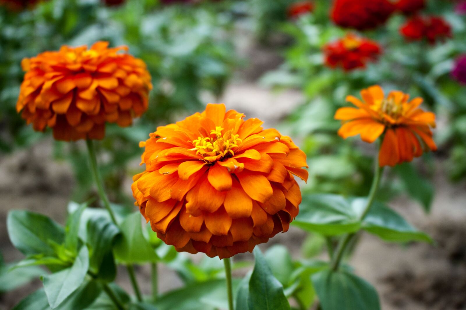 Canon EOS 30D sample photo. Sun flower, beautiful flowers photography