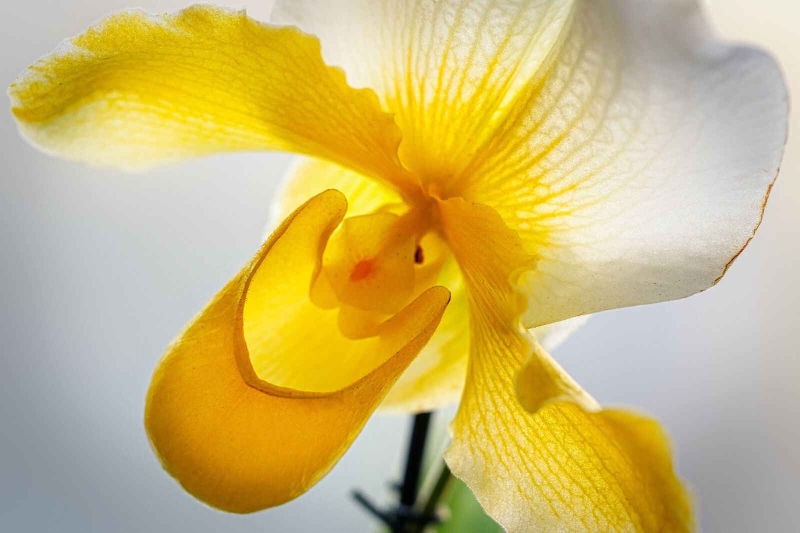 Panasonic Lumix DMC-GX8 sample photo. Orchid, yellow, flower photography