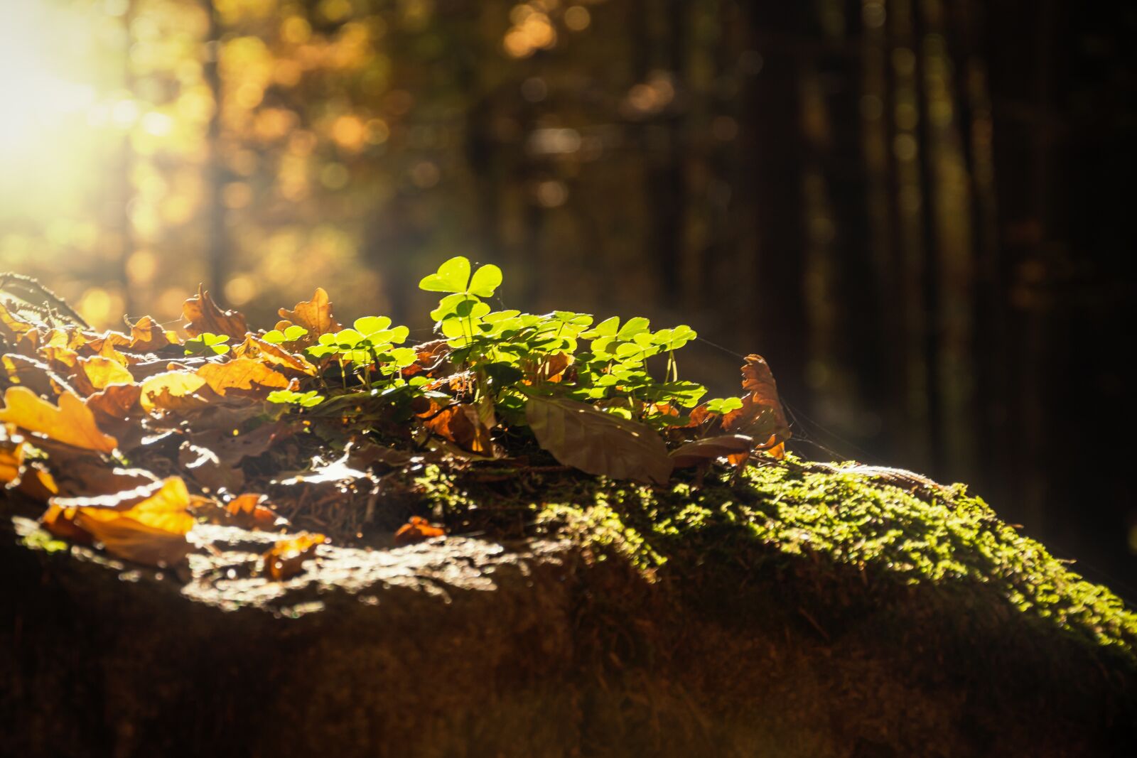 Nikon D7200 sample photo. Forest, detail, close up photography
