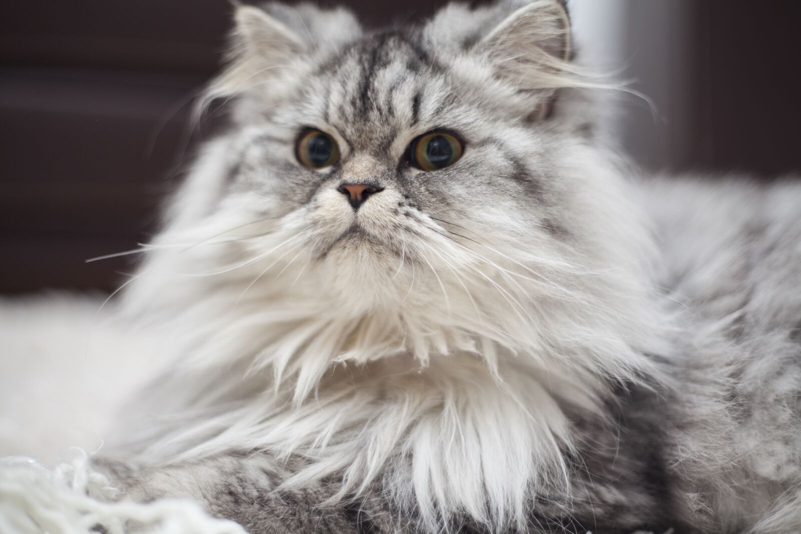 Canon EOS 5D Mark II sample photo. Cat, cute, grey photography