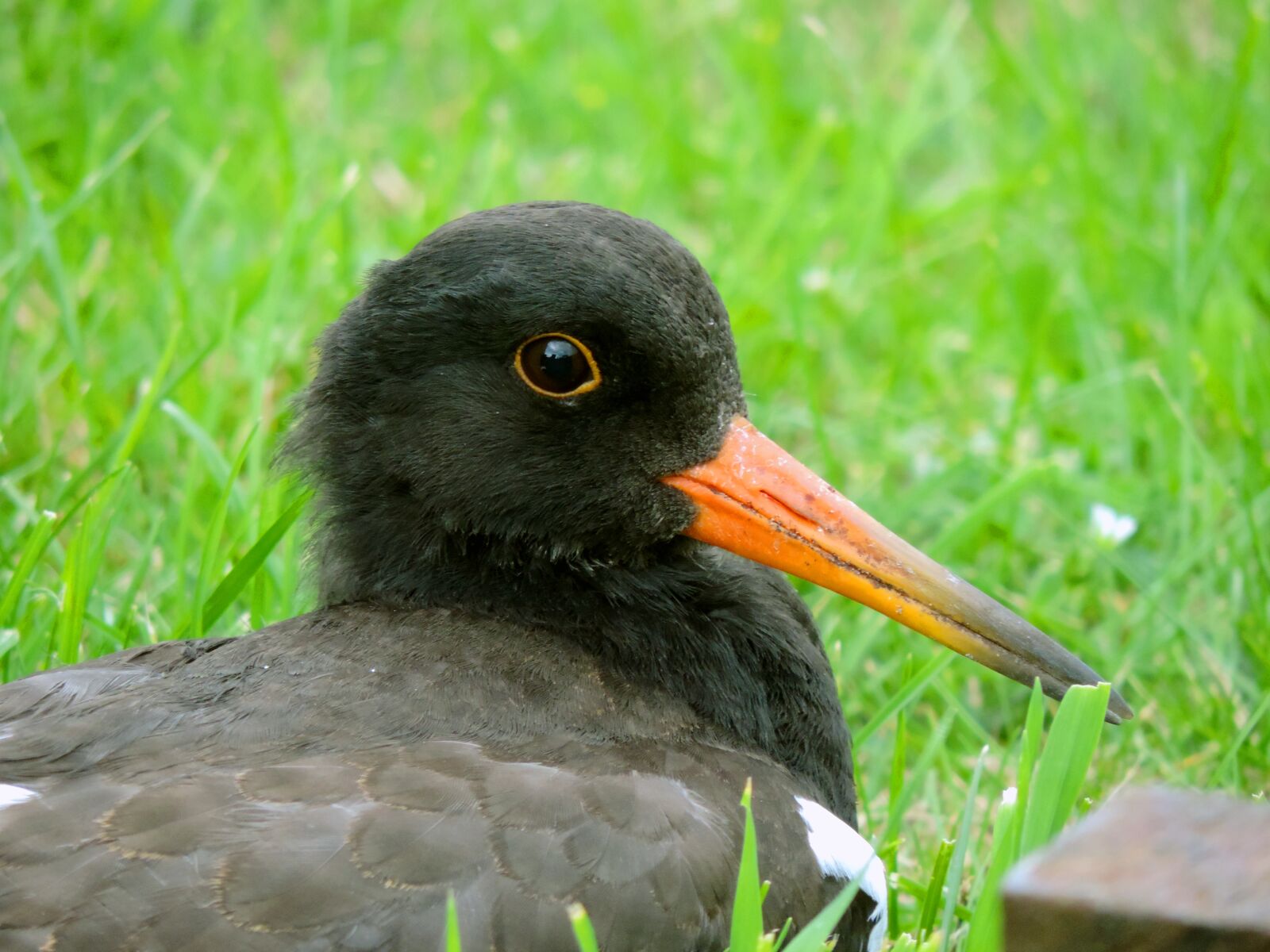 Nikon Coolpix P520 sample photo. Oystercatcher, young bird, watt photography