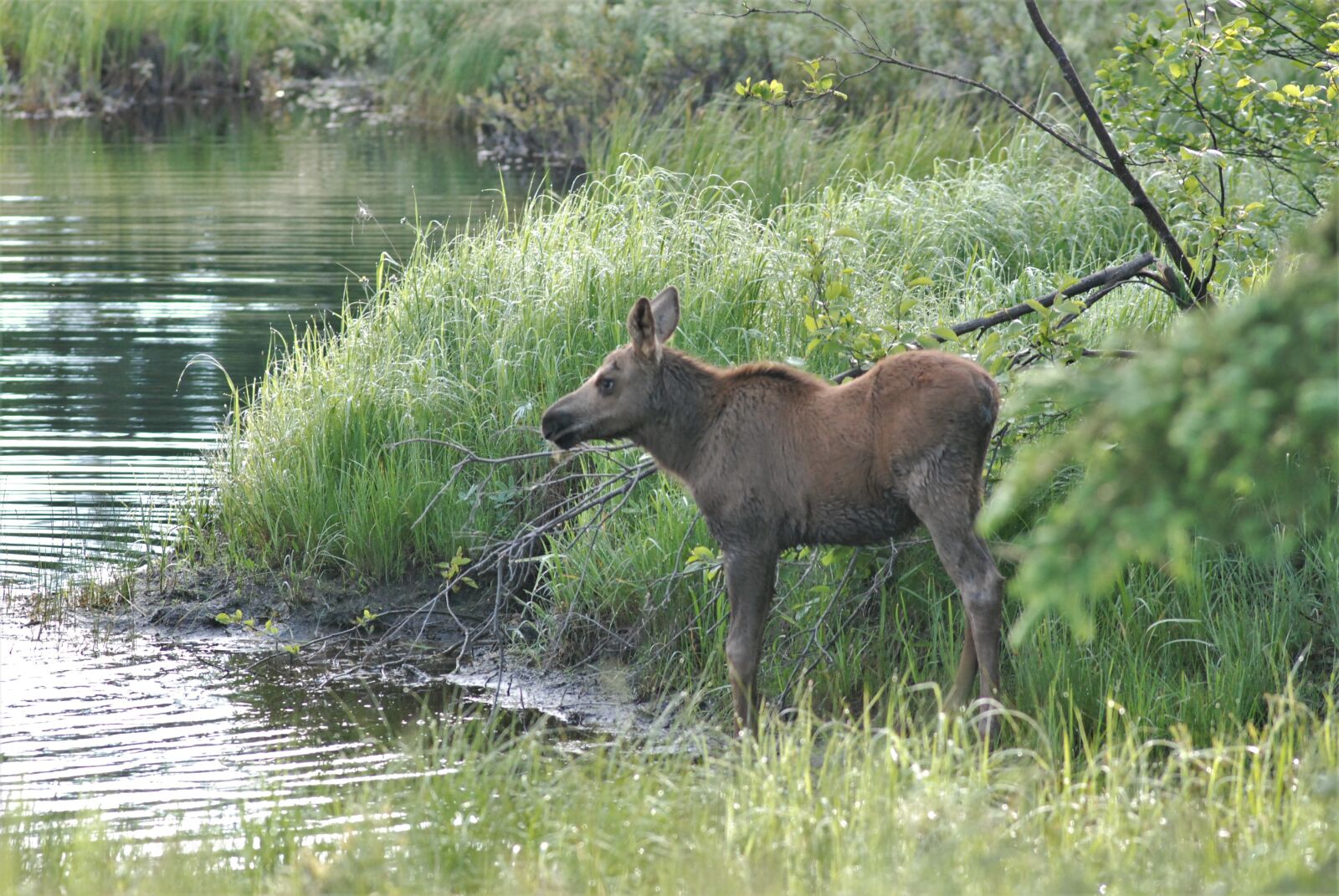 Nikon D80 sample photo. Cow, baby moose, little photography
