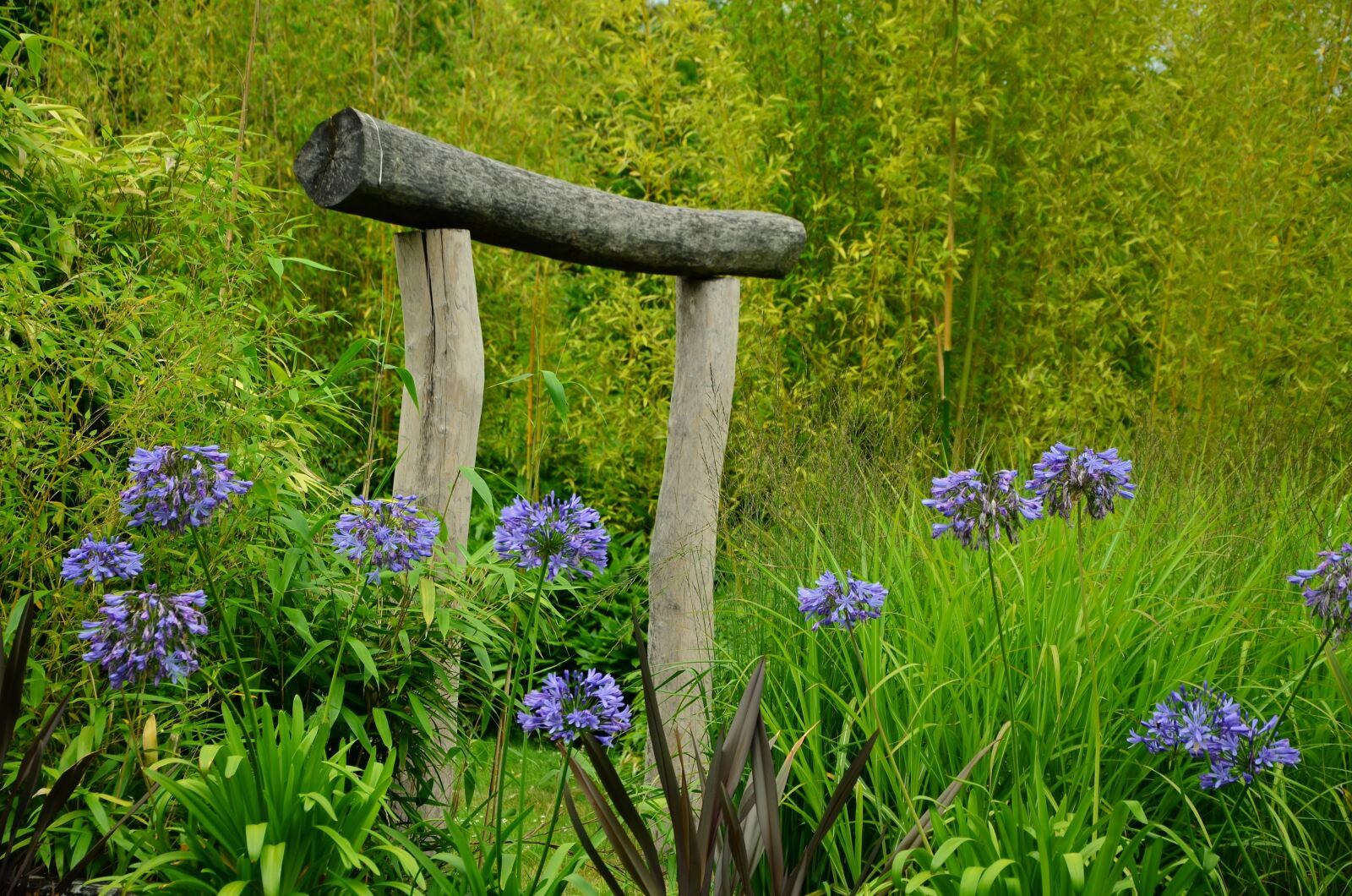 Nikon D5100 sample photo. Agapanthus, garden, japanese gate photography