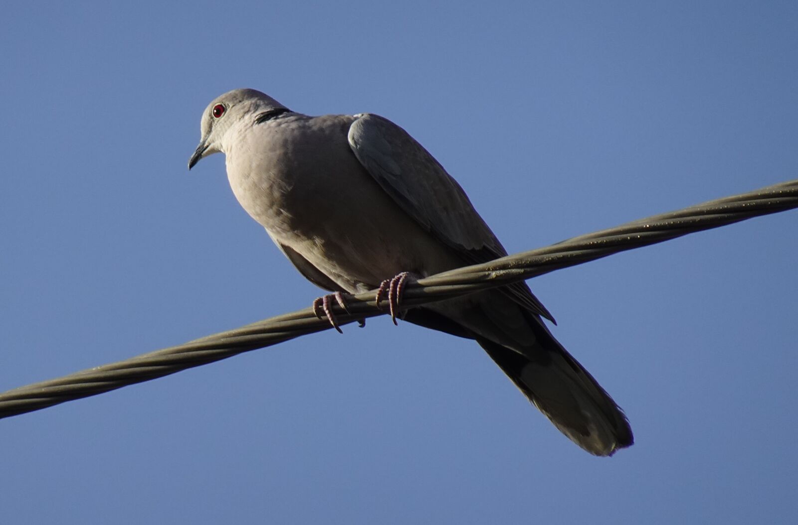 Sony DSC-WX800 sample photo. Bird, dove, eurasian collared photography