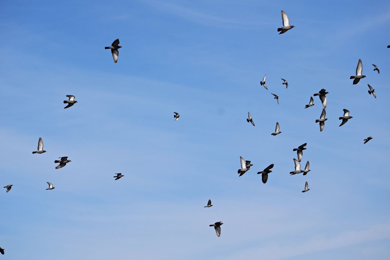 Nikon D3300 sample photo. Pigeon, birds, flock photography