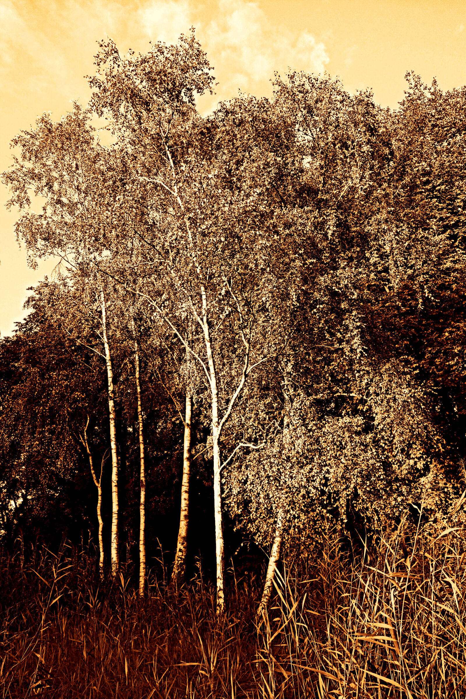 Sony Cyber-shot DSC-RX100 sample photo. Birches, landscape, nature, scenic photography
