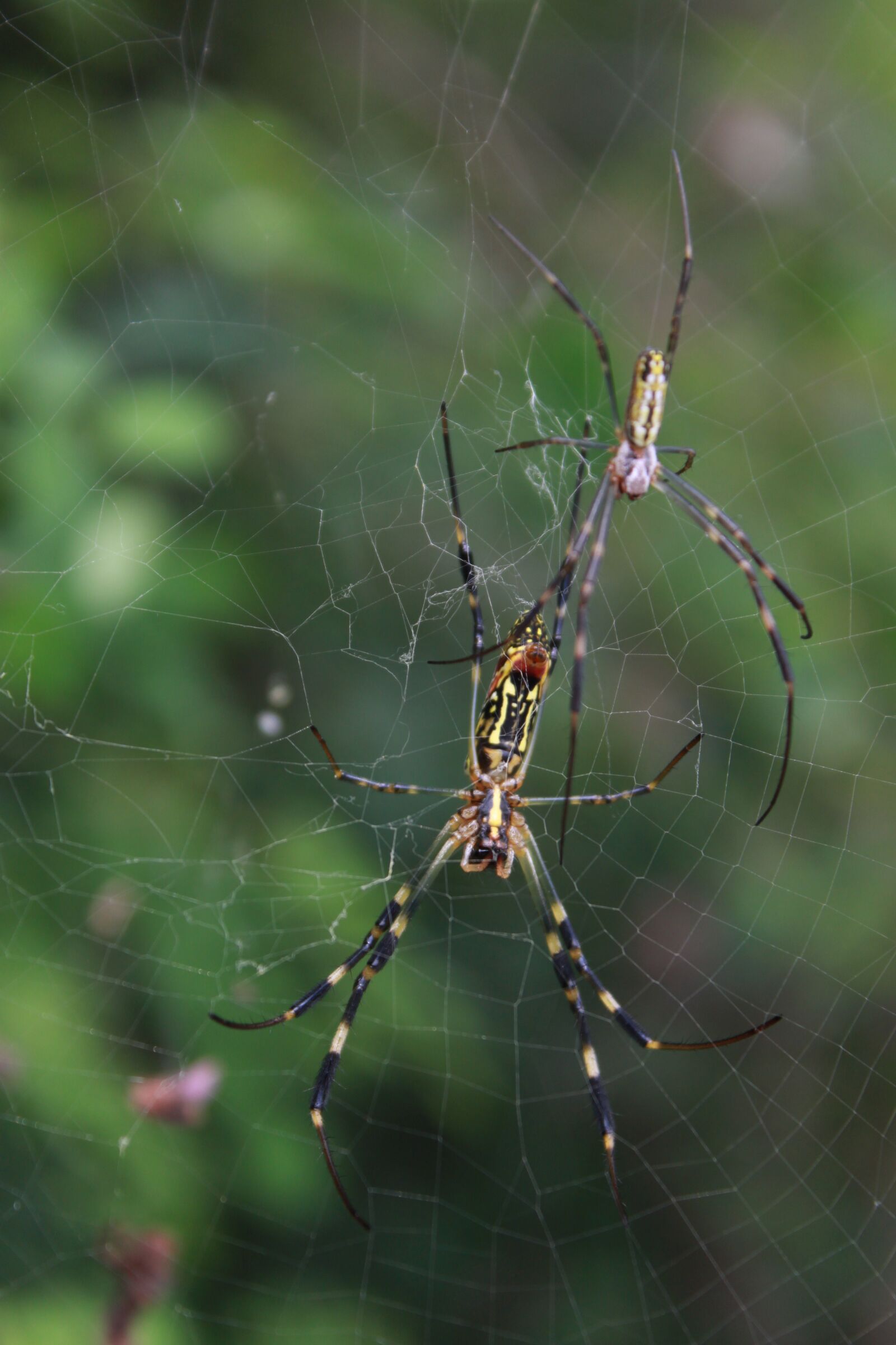 Canon EOS 500D (EOS Rebel T1i / EOS Kiss X3) sample photo. Spider, spider web, nature photography