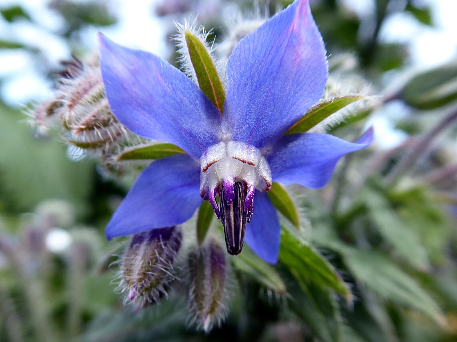 Panasonic Lumix DMC-ZS50 (Lumix DMC-TZ70) sample photo. Borage, flower, blue photography