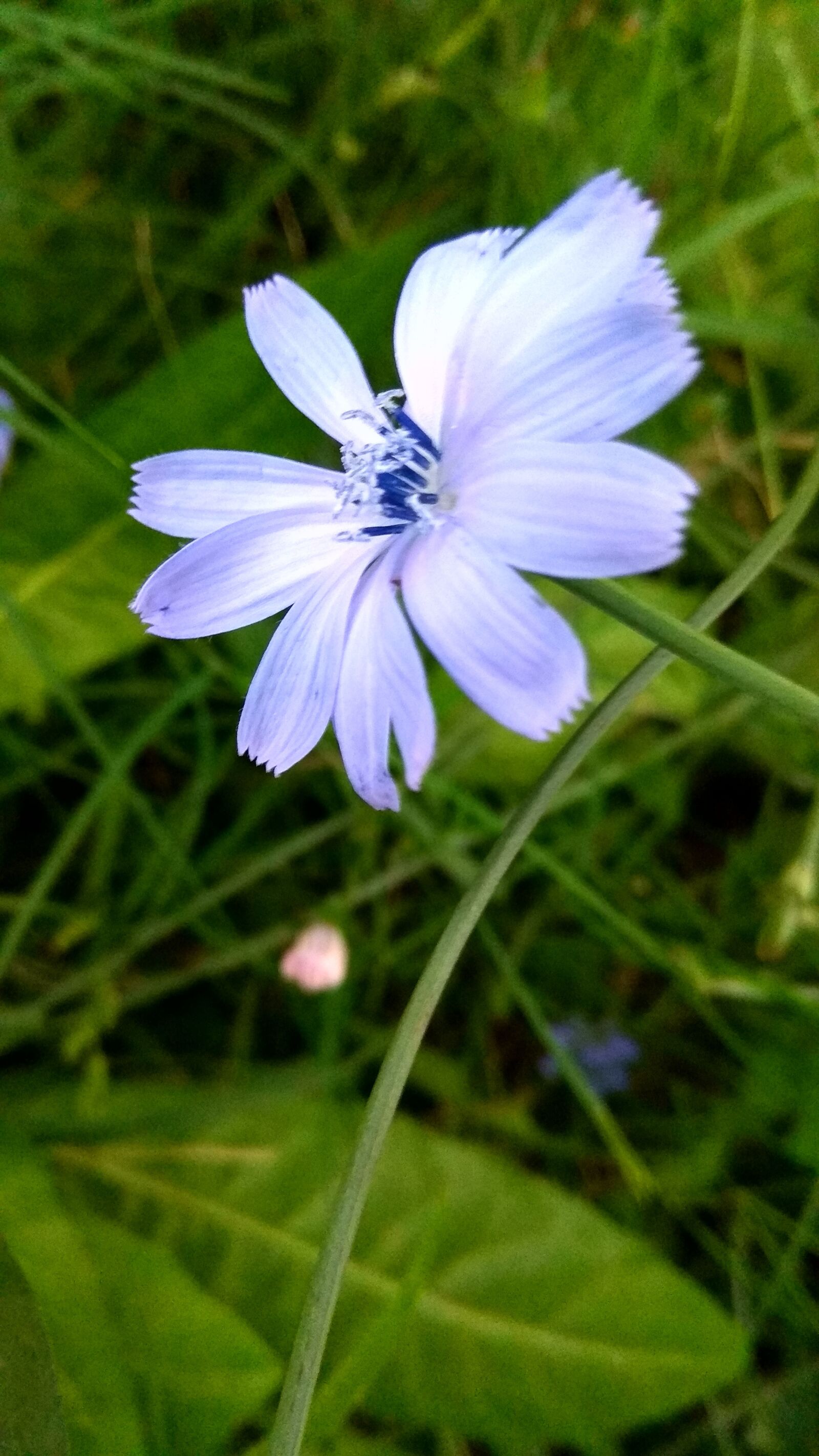 Xiaomi Redmi Note 4 sample photo. Nature, plant, flower photography