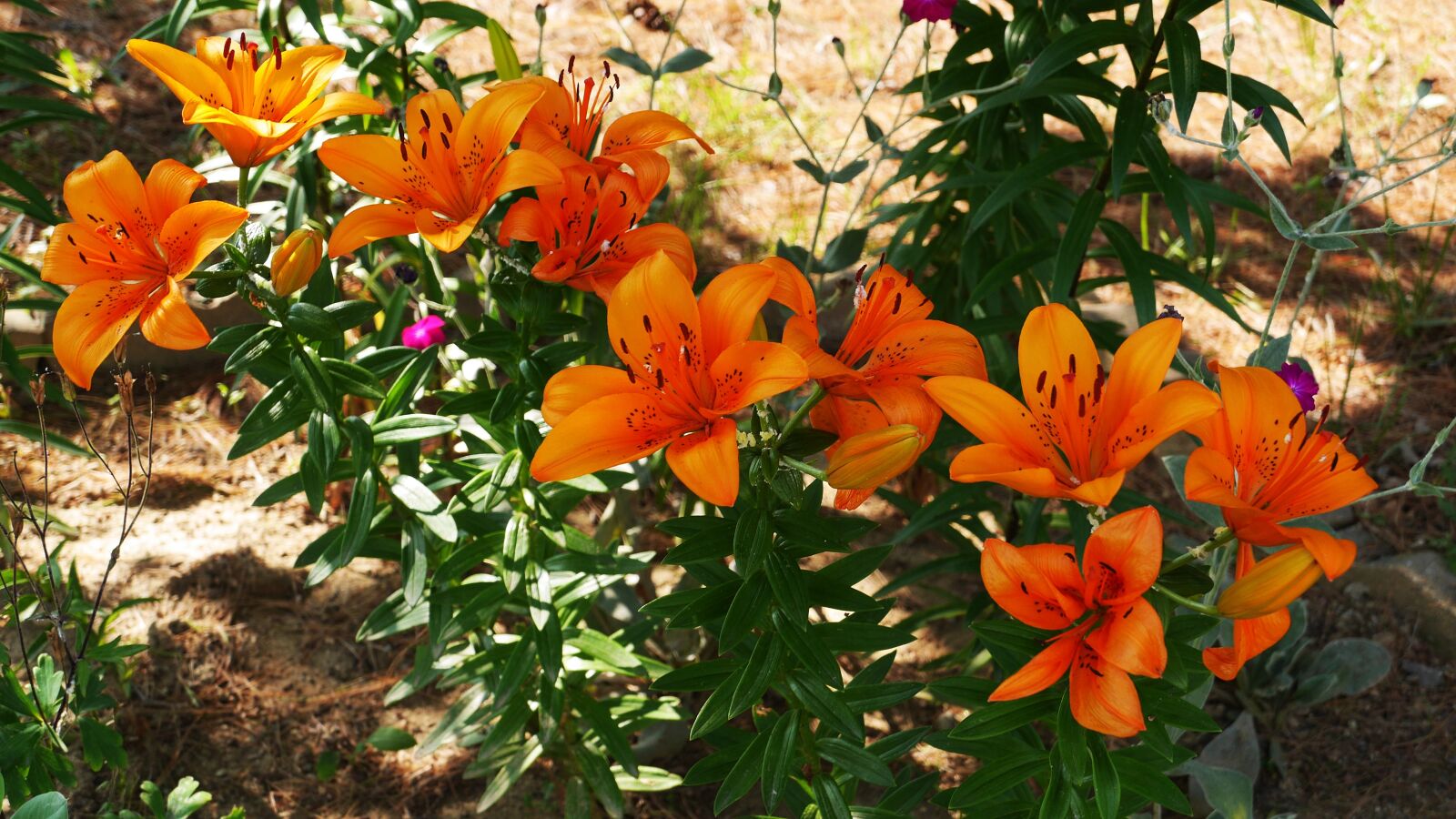 Panasonic Lumix DMC-GH3 sample photo. Garden, flowers, nature photography