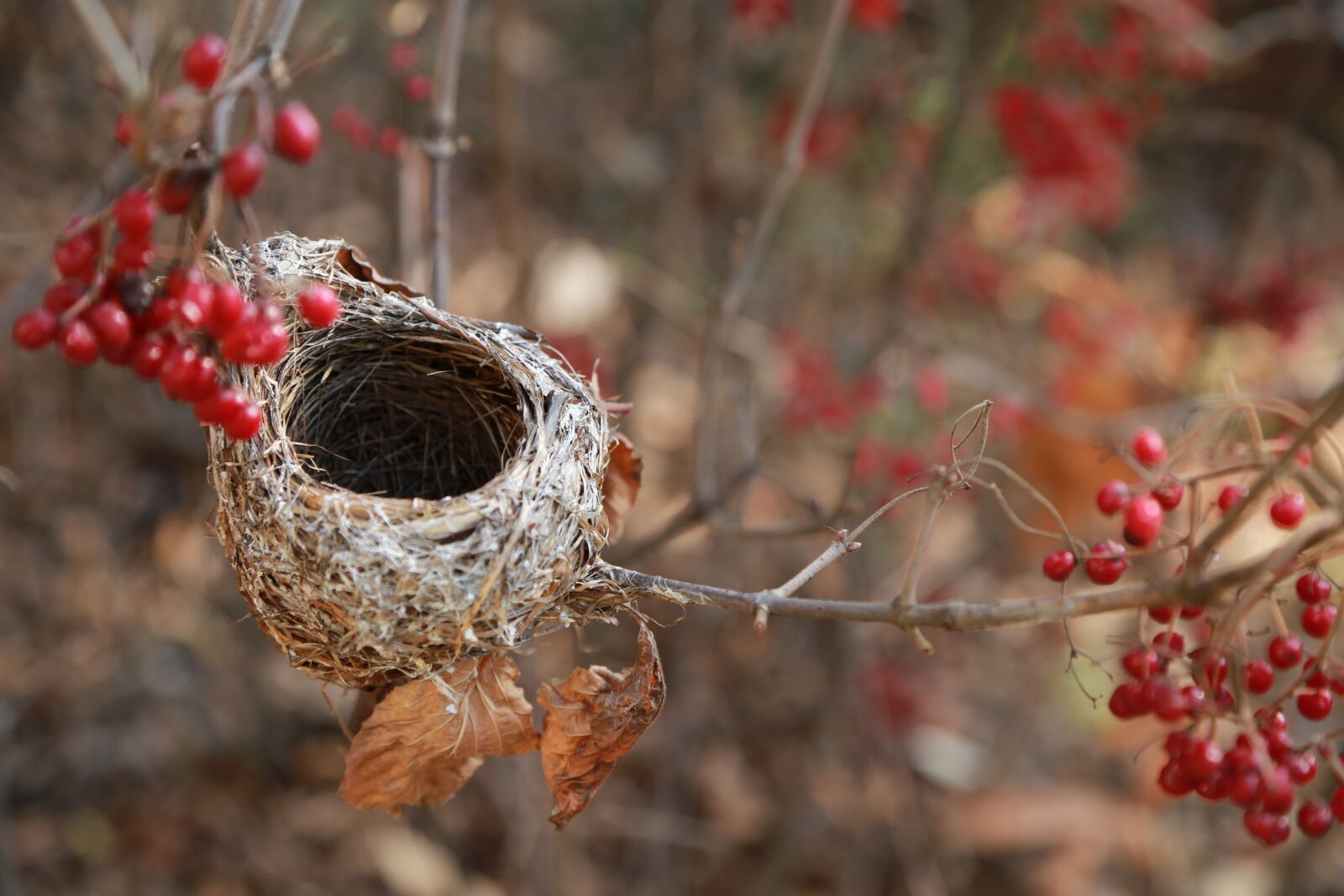 Canon EOS 6D + Canon EF 24-105mm F4L IS USM sample photo. The bird's nest, the photography
