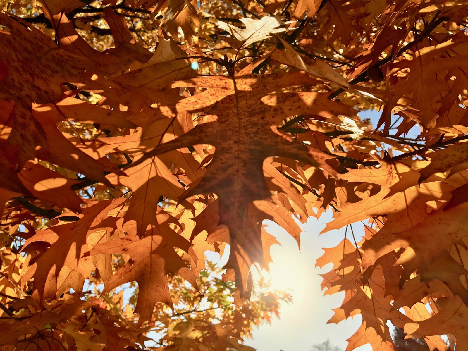 Apple iPhone 6s sample photo. Autumn, fall foliage, orange photography