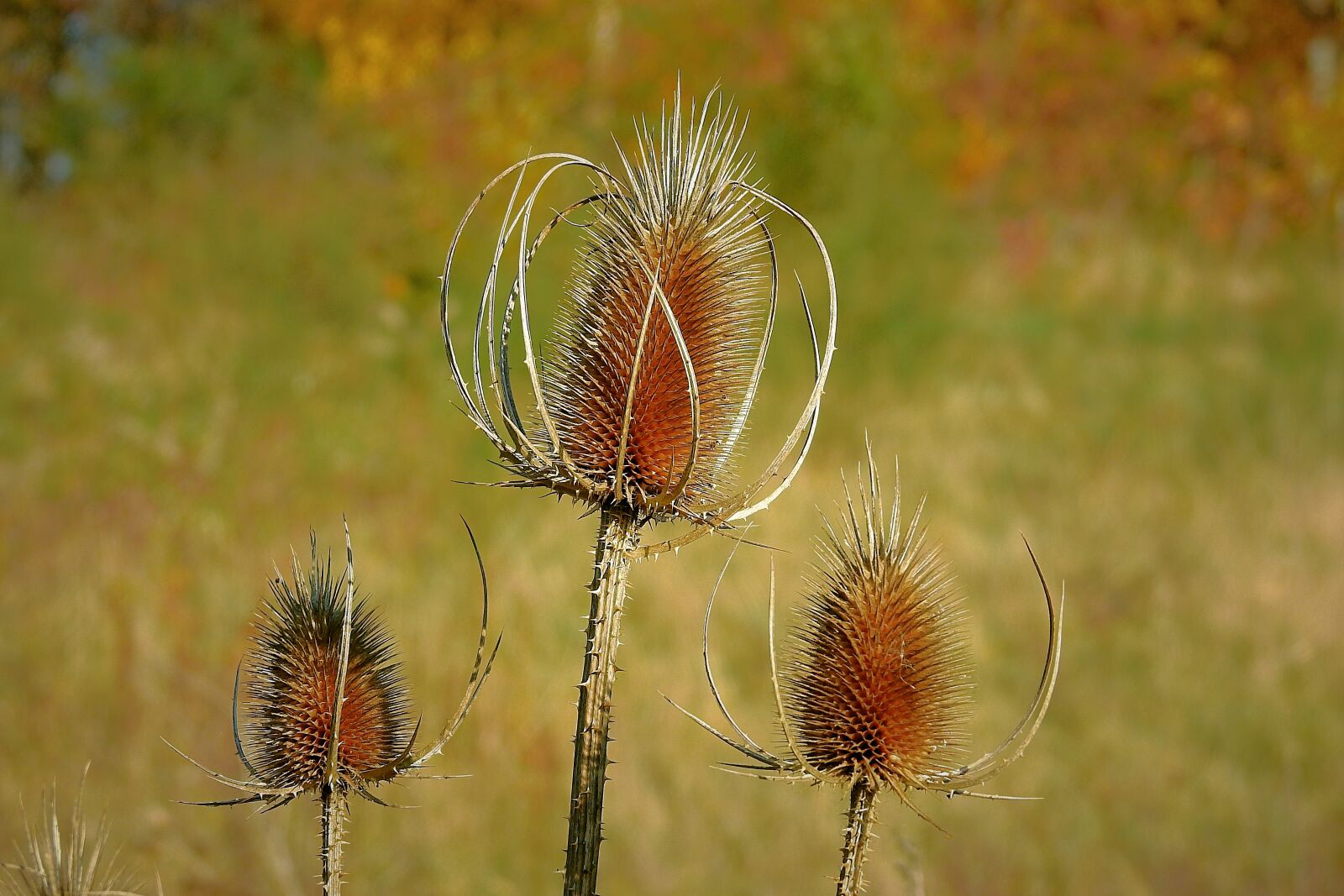 Nikon Coolpix P900 sample photo. Thistles, meadow, barbed photography