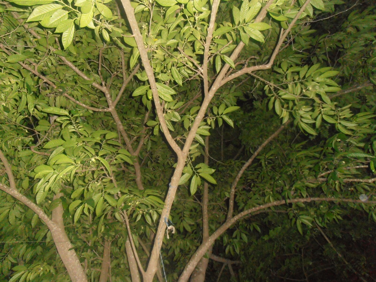 Olympus VR320,D725 sample photo. Olympus vr320 night photography
