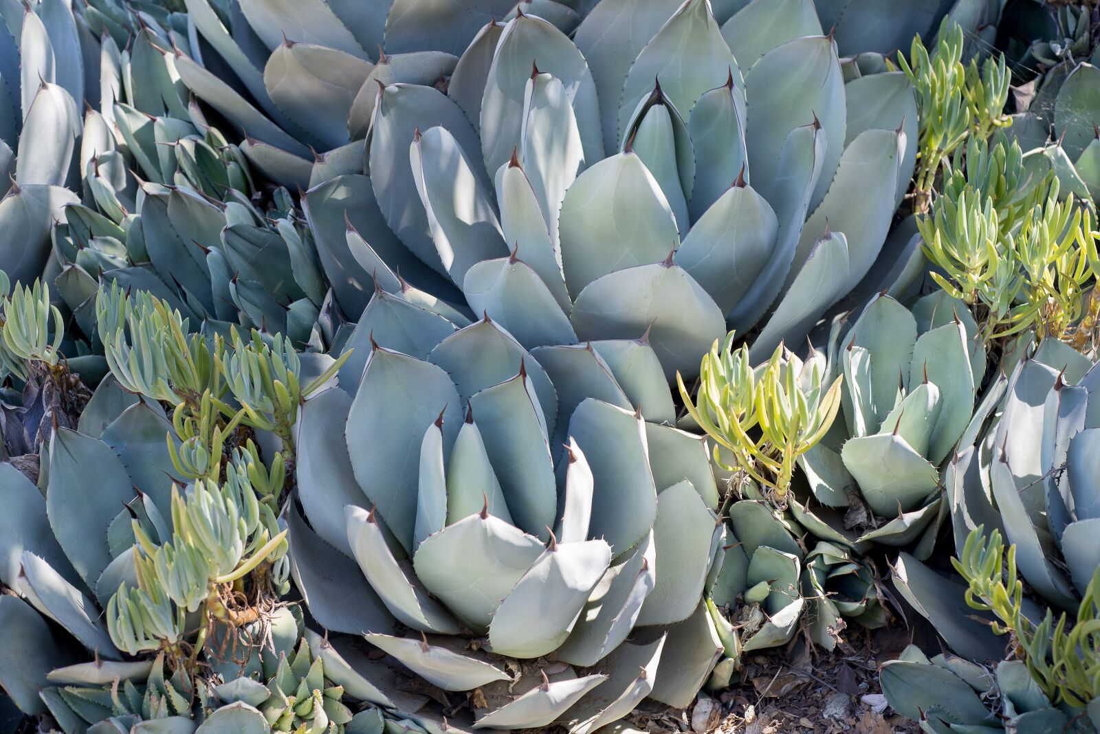 Nikon D600 sample photo. Succulent, plants, nature photography