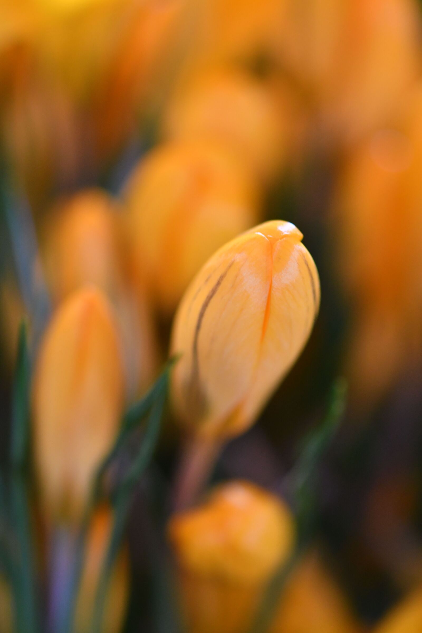 Nikon D500 sample photo. Crocus, orange, flower photography