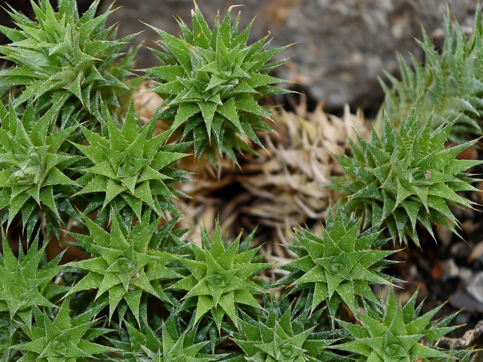 Nikon D5500 sample photo. Cactus, green leaves, greenish photography