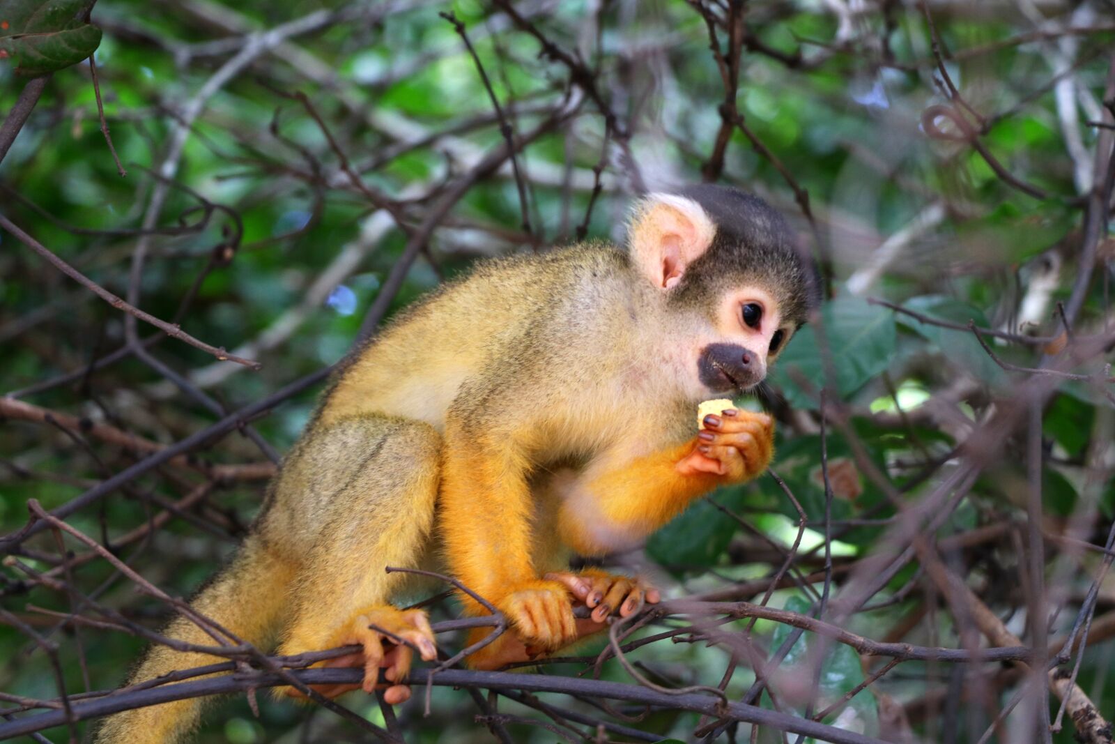 Canon EOS 80D sample photo. Monkey, bolivia, amazon photography