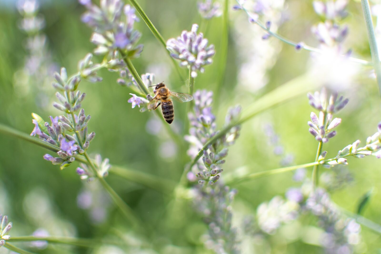 Nikon D500 sample photo. Bee, lavender, insect photography