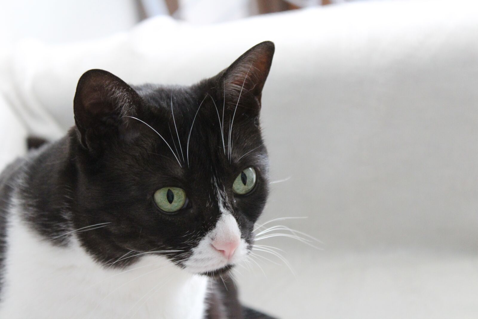 Canon EOS 1200D (EOS Rebel T5 / EOS Kiss X70 / EOS Hi) sample photo. Cat, animal, pet photography