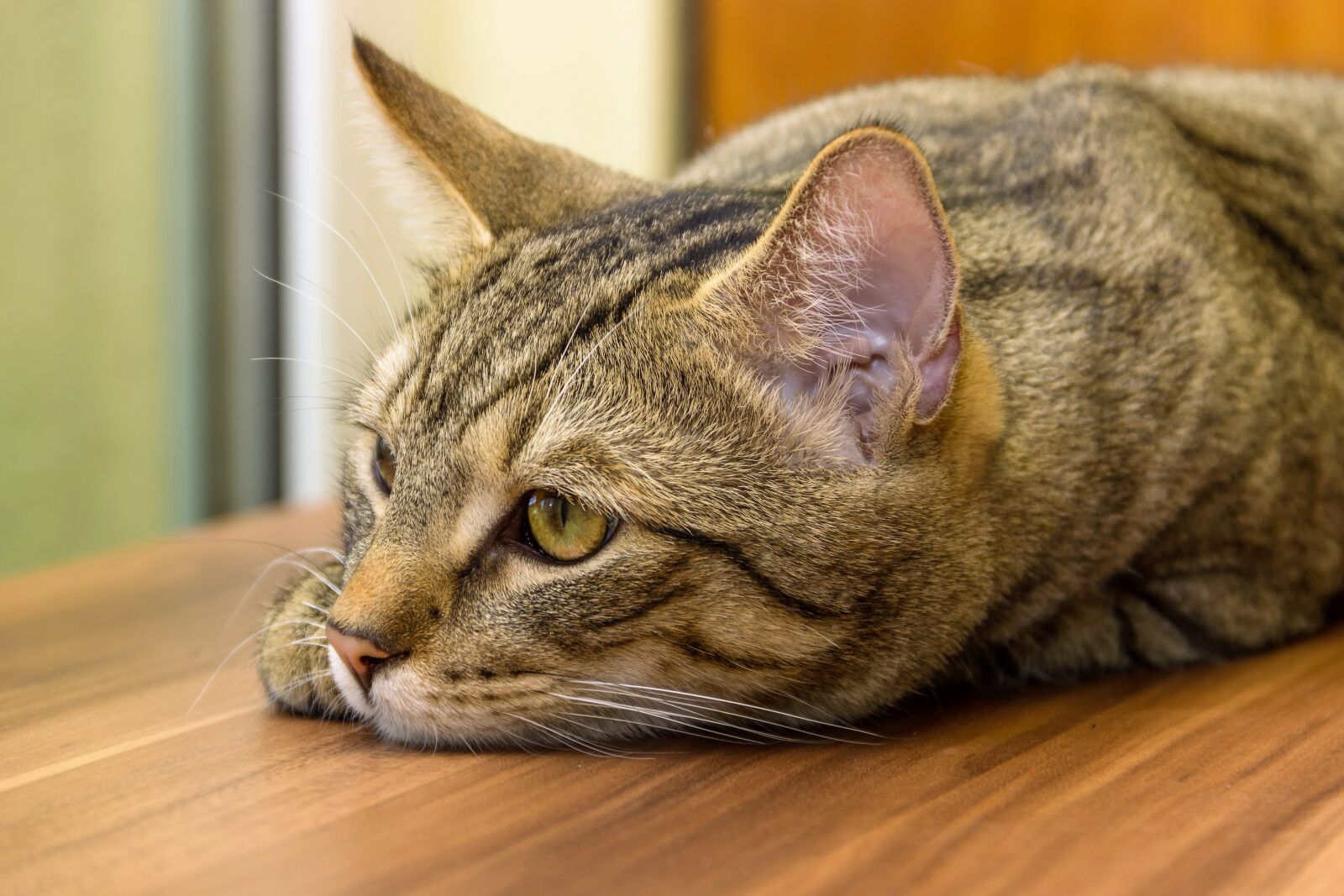 Canon EOS 600D (Rebel EOS T3i / EOS Kiss X5) sample photo. Cat, small, tired photography