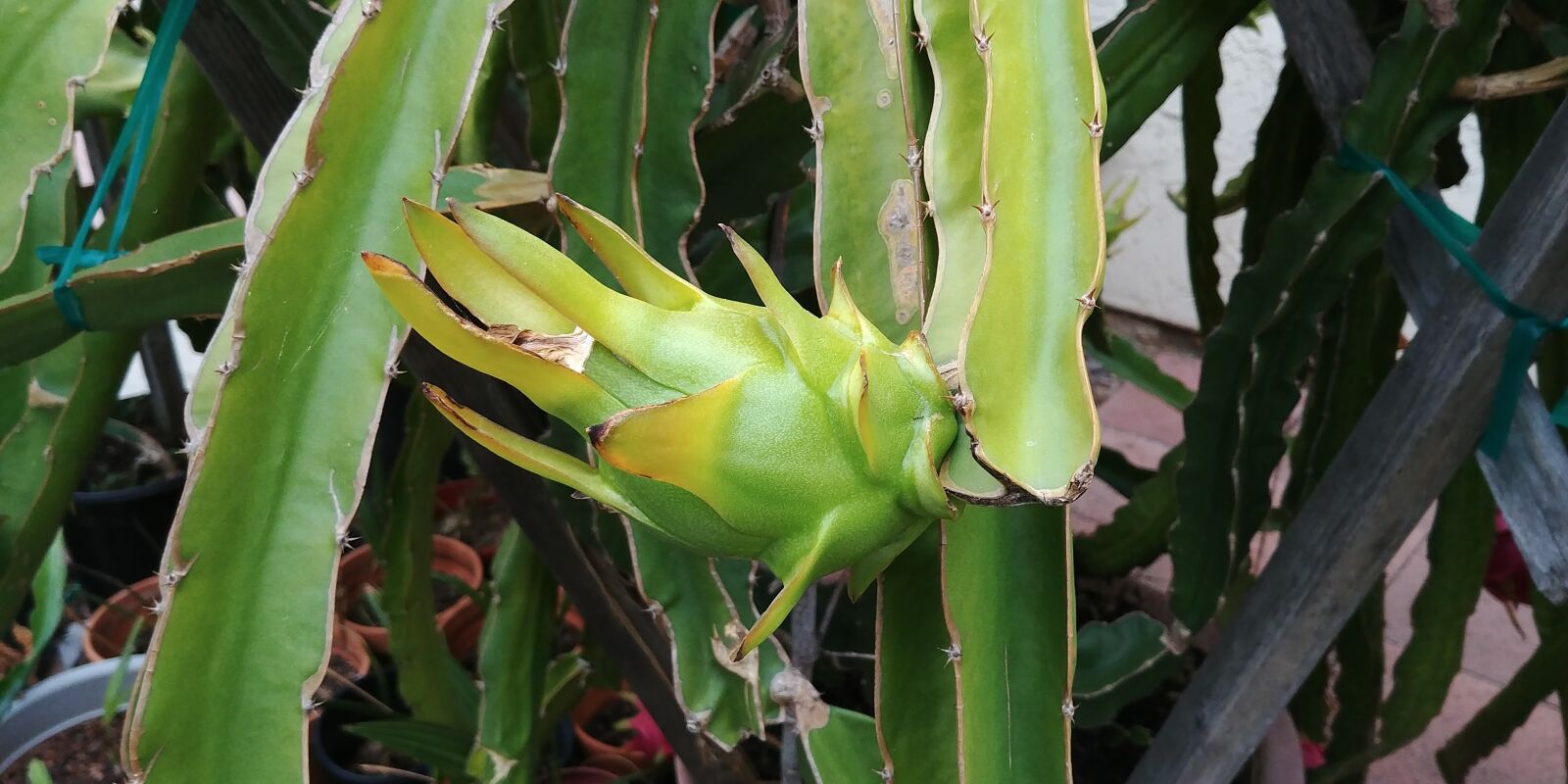 LG G6 sample photo. Dragonfruit, juicy, green photography