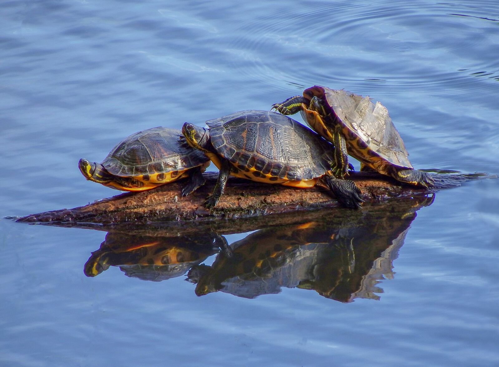 Fujifilm FinePix S1 sample photo. Water, animals, lake photography