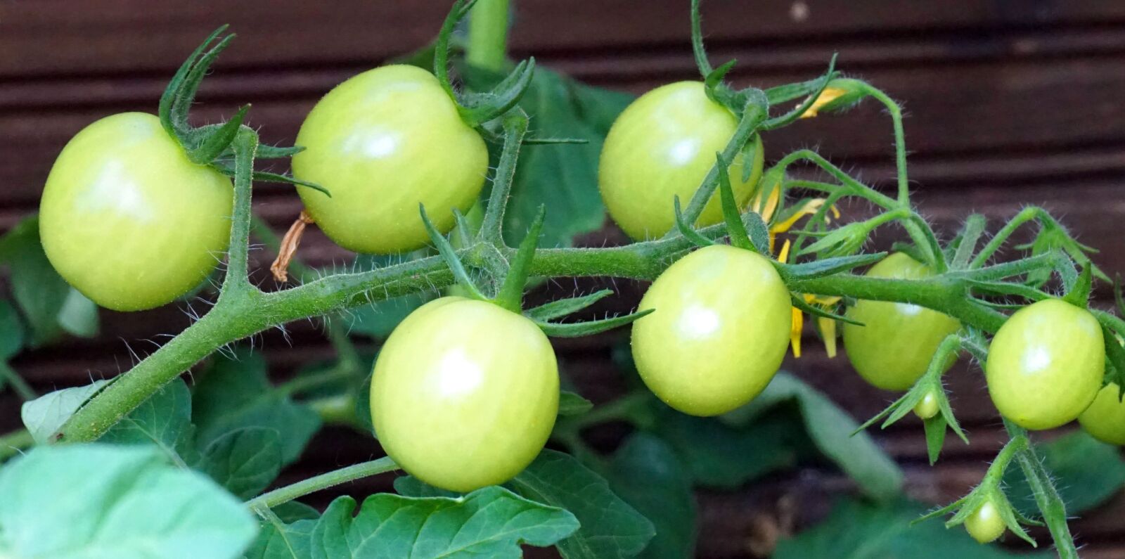 Sony Alpha a5000 (ILCE 5000) + Sony E 55-210mm F4.5-6.3 OSS sample photo. Tomatoes, immature, vegetables photography