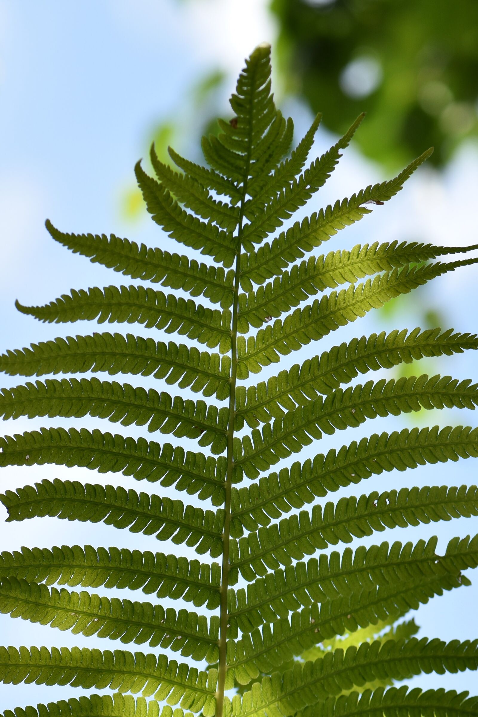 Nikon D5500 sample photo. Fern, green, plant photography