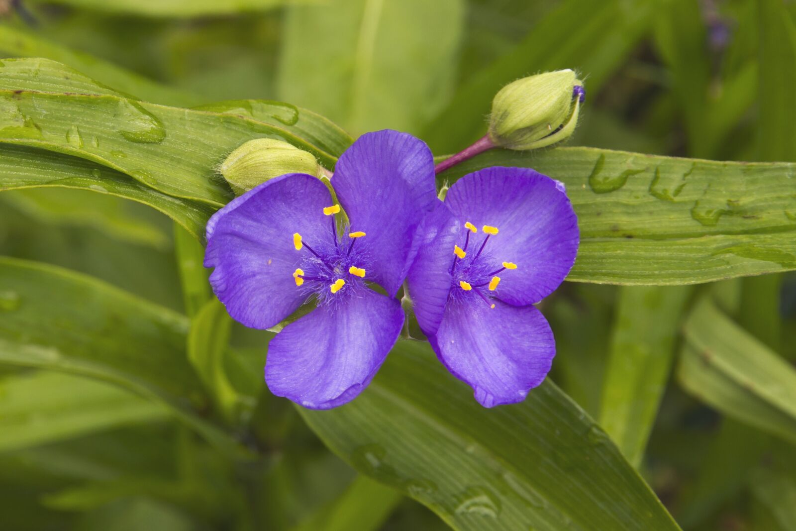 Canon EOS 7D sample photo. Three master of flowers photography