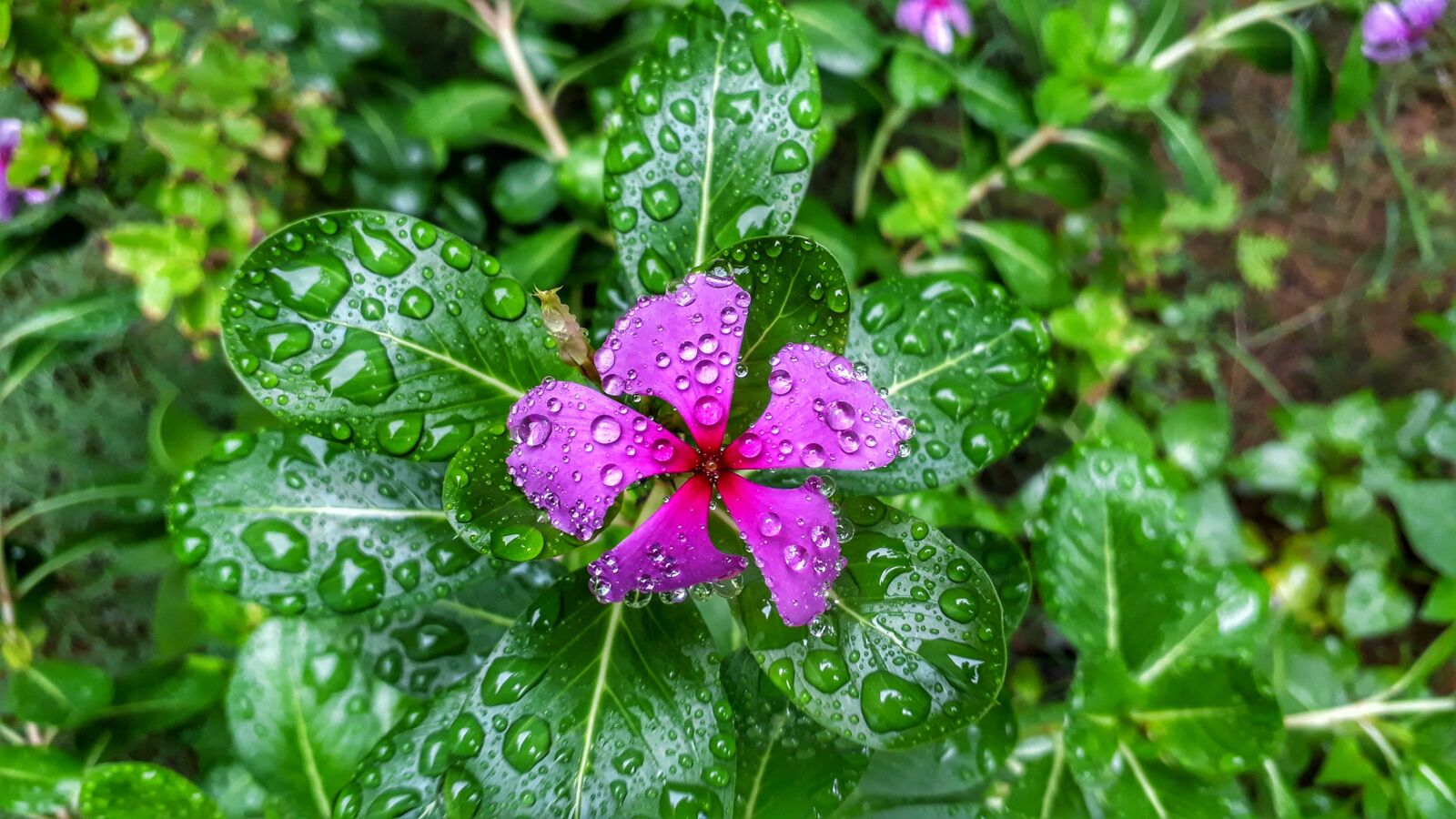 Samsung Galaxy J5 Prime sample photo. Nature, flora, leaf photography