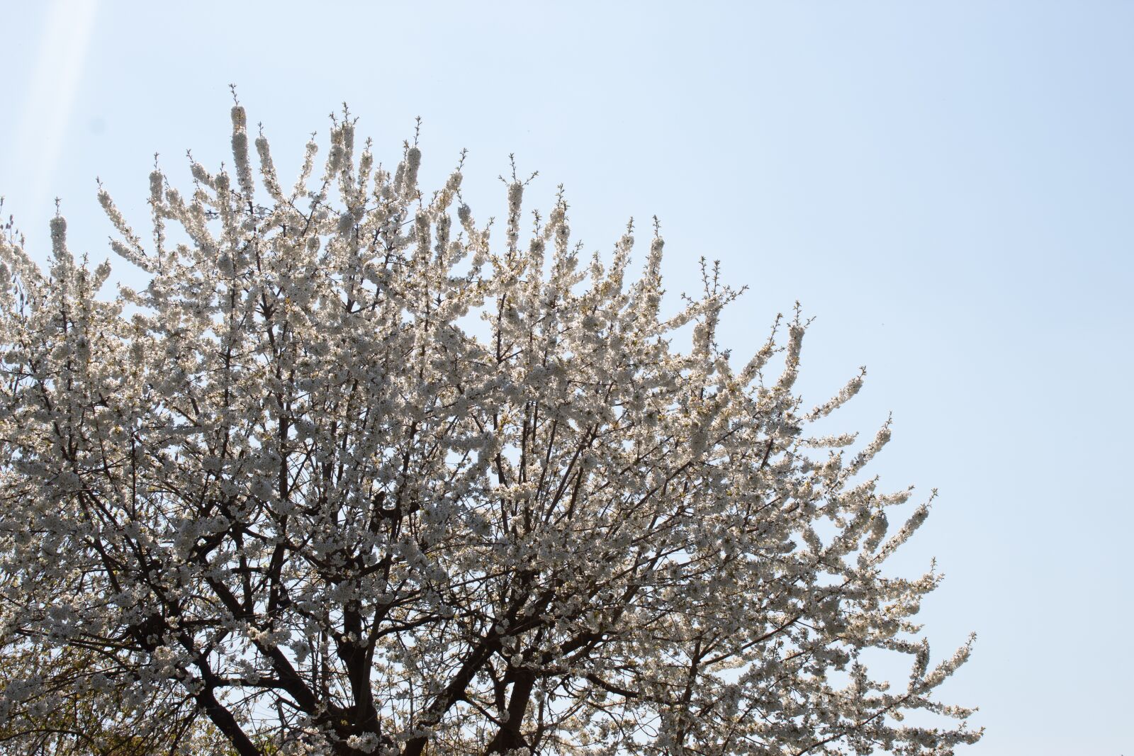 Canon EOS 4000D (EOS Rebel T100 / EOS 3000D) sample photo. Blousom, tree, sky photography