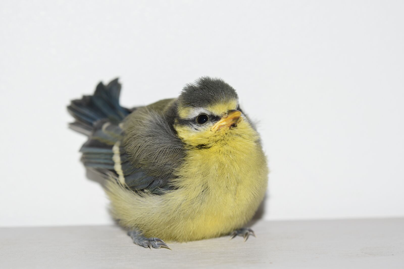 Nikon D5600 sample photo. Bird, bird tit, tit photography