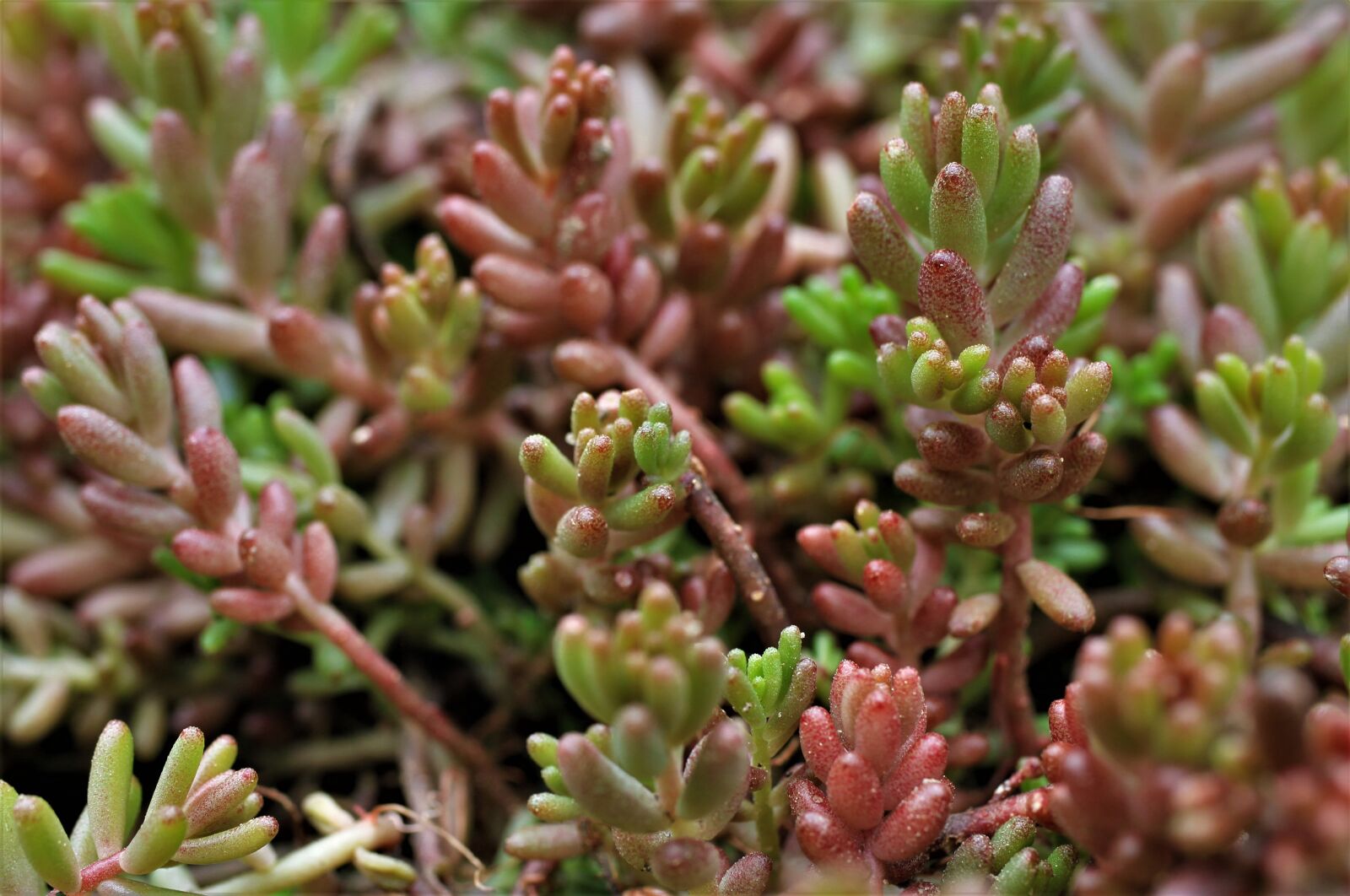 Canon EF-S 35mm F2.8 Macro IS STM sample photo. White fat hen, stonecrop photography