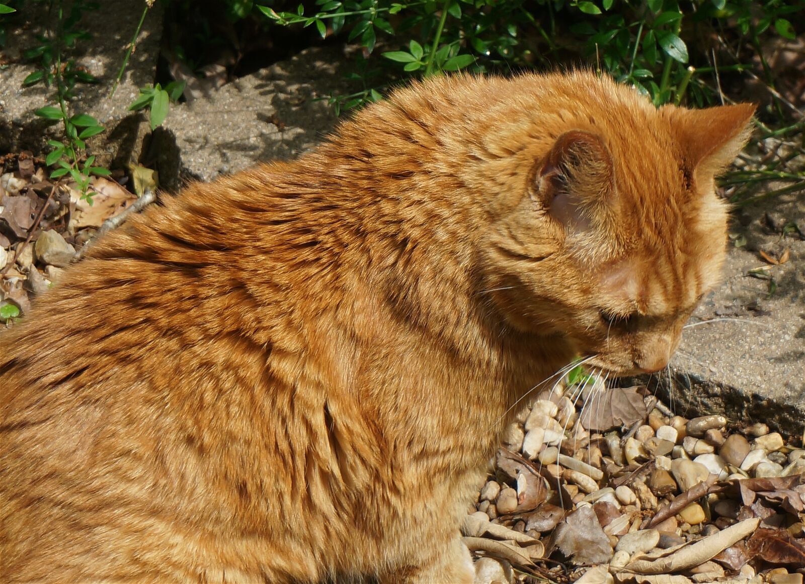 Sony Alpha NEX-5T sample photo. Basking orange cat, cat photography