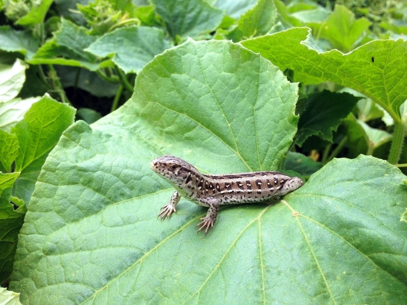 iPhone 4S back camera 4.28mm f/2.4 sample photo. Newt, the lizard, foliage photography