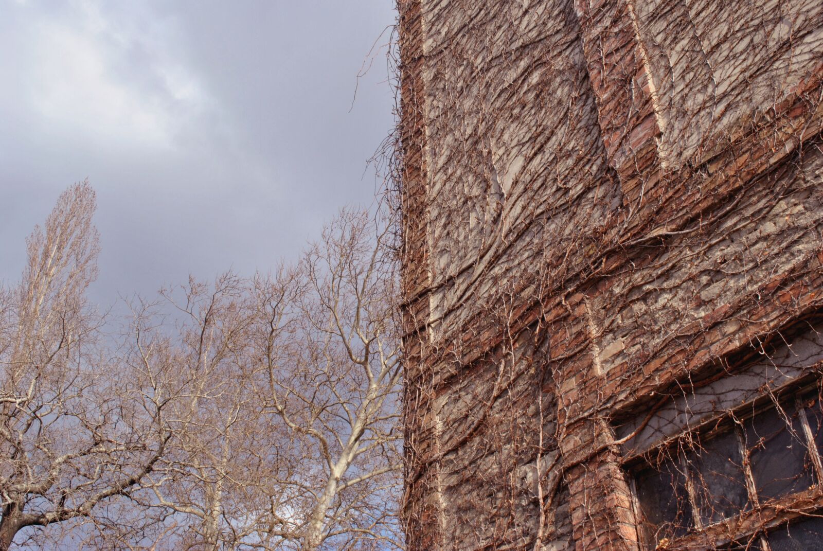 Nikon D3000 sample photo. Building, perspective, branches photography